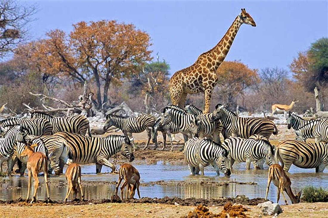 browse Tanzania Safari From South Africa