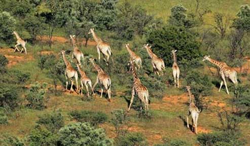 locate Tanzania Safari From South Africa